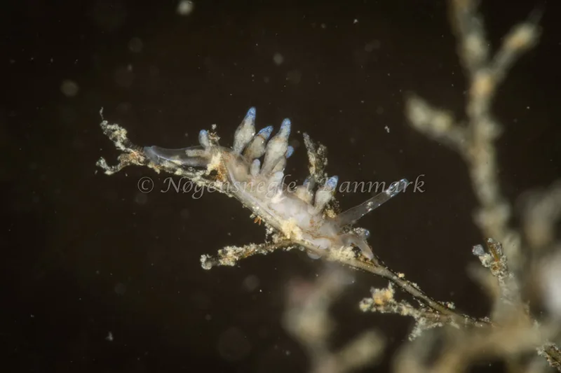 Eubranchus rupium - Ammoniakhavnen - Foto: Poul Erik Rasmussen