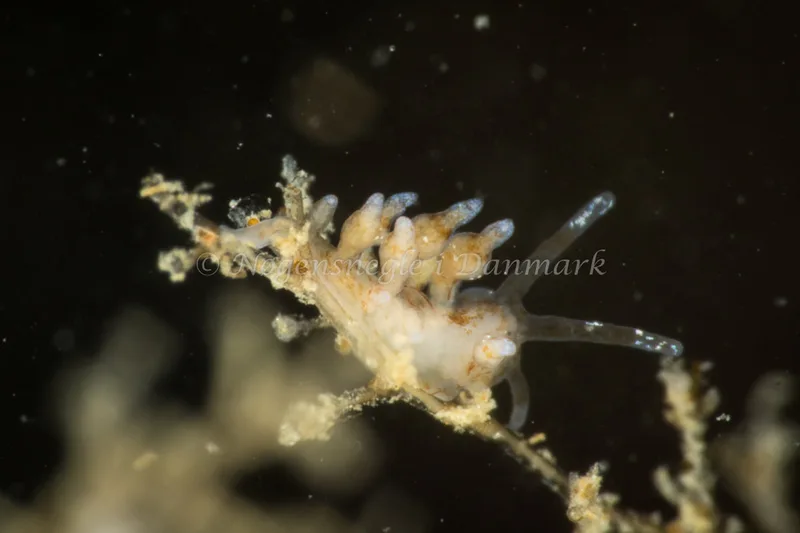 Eubranchus rupium - Ammoniakhavnen - Foto: Poul Erik Rasmussen