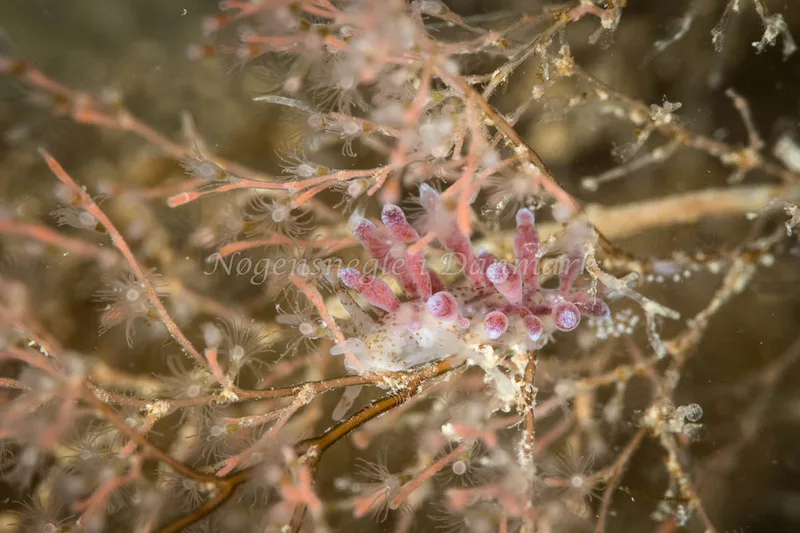 Eubranchus rupium - Ammoniakhavnen - Foto: Poul Erik Rasmussen