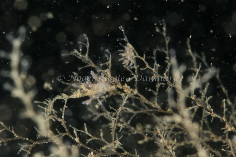 Eubranchus rupium - Ammoniakhavnen - Foto: Poul Erik Rasmussen