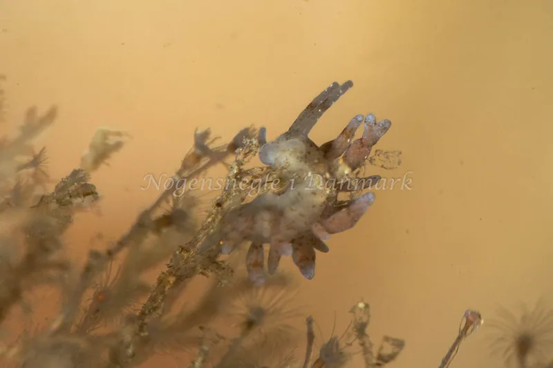 Eubranchus rupium - Sundgade Sønderborg - Foto: Poul Erik Rasmussen