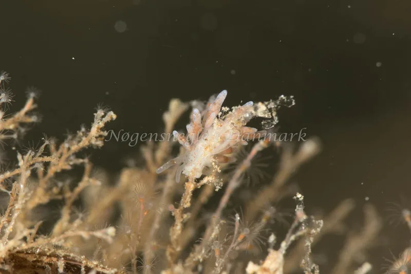 Eubranchus rupium - Sundgade Sønderborg - Foto: Poul Erik Rasmussen