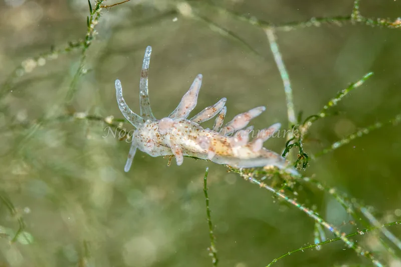 Eubranchus rupium - Sundgade Sønderborg - Foto: Poul Erik Rasmussen