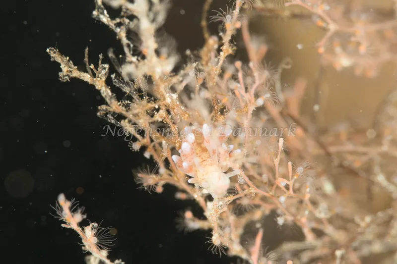 Eubranchus rupium - Sundgade Sønderborg - Foto: Poul Erik Rasmussen