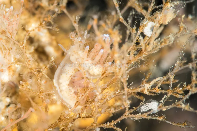 Eubranchus rupium - Sundgade Sønderborg - Foto: Poul Erik Rasmussen