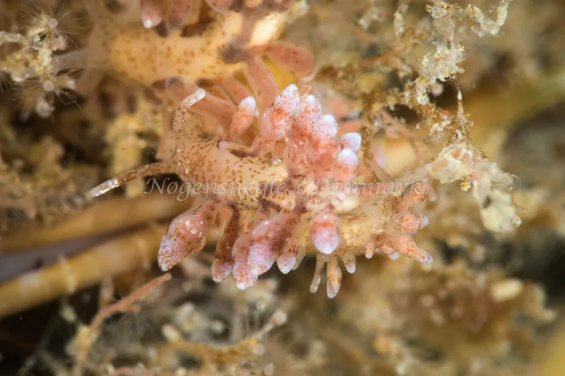 Eubranchus rupium - Egernsund Havn - Foto: Poul Erik Rasmussen