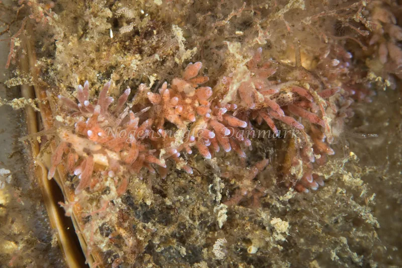 Eubranchus rupium - Egernsund Havn - Foto: Poul Erik Rasmussen
