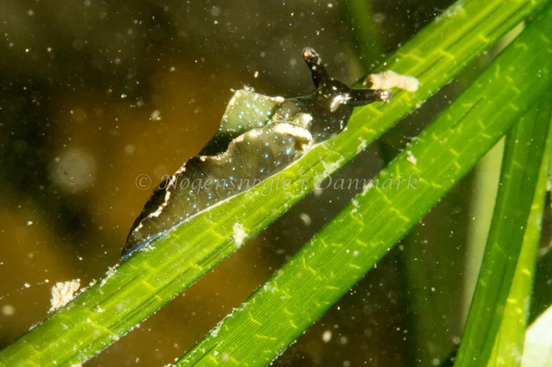 Elysia viridis - Lyngsbo Strand - Foto: Poul Erik Rasmussen