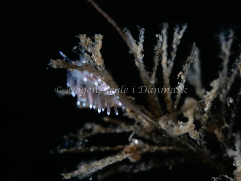 Cuthonella concinna - Lyngsbo Strand - Foto: Michael Christensen