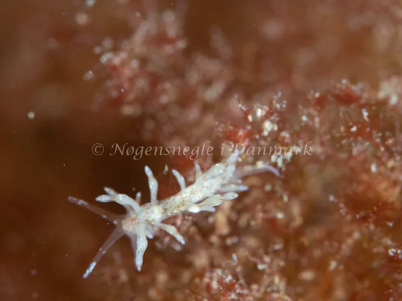 Eubranchus rupium - Ammoniakhavnen - Foto: Michael Christensen