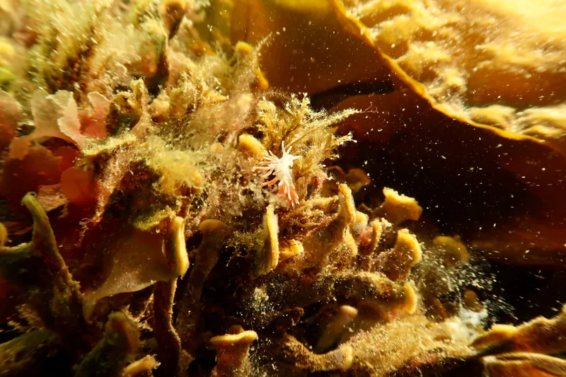 Gulenia monicae - Ammoniakhavnen - Foto: Søren Skov Nielsen