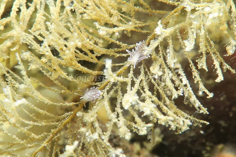 Cuthonella concinna - Lyngsbo Strand - Foto: AnneKatrine Frederiksen