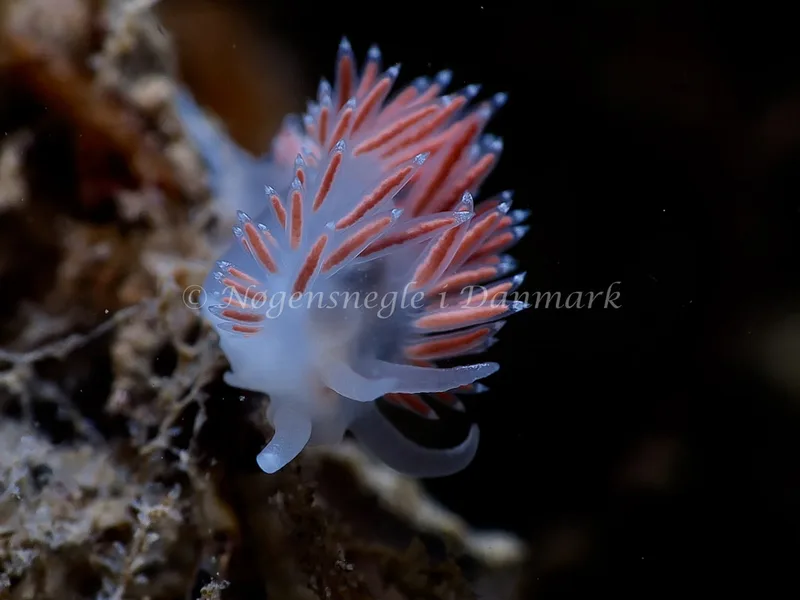 Coryphella verrucosa rufibranchialis - Lyngsbo Strand - Foto: HP Ølgaard