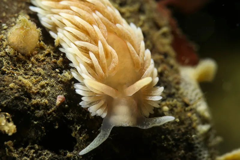 Aeolidiella glauca - Lyngsbo Strand - Foto: AnneKatrine Frederiksen