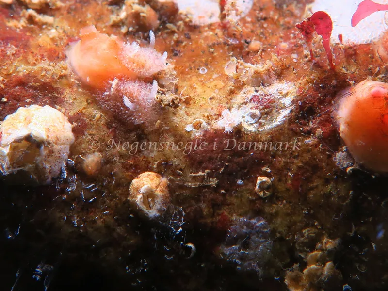 Acanthodoris pilosa - Lyngsbo Strand - Foto: HP Ølgaard