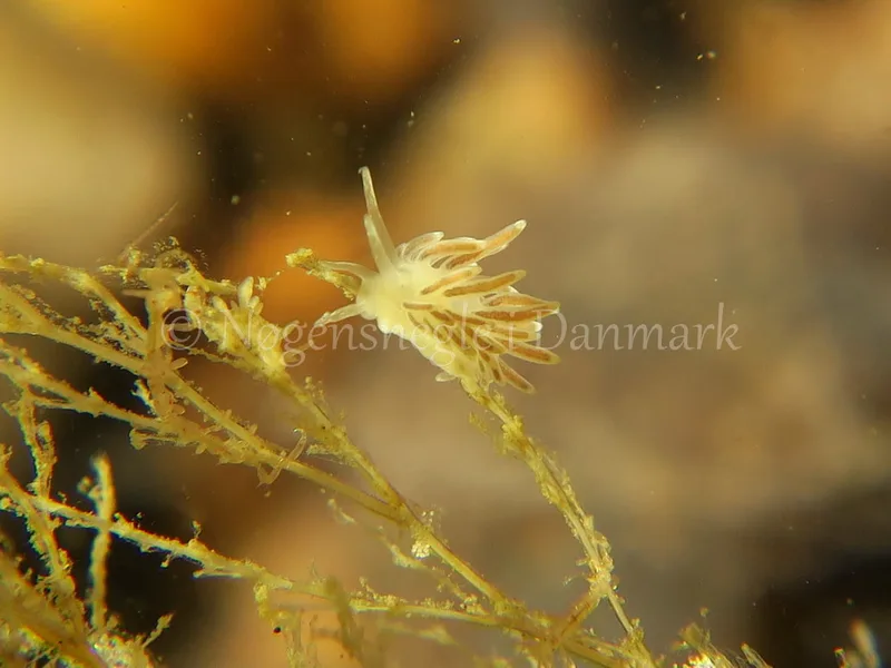 Cuthonella concinna - Søbadet Stenrev, Lillebælt - Foto: HP Ølgaard