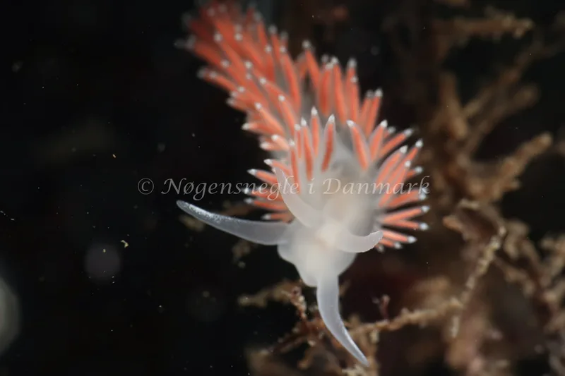 Coryphella verrucosa rufibranchialis - Lyngsbo Strand - Foto: AnneKatrine Frederiksen