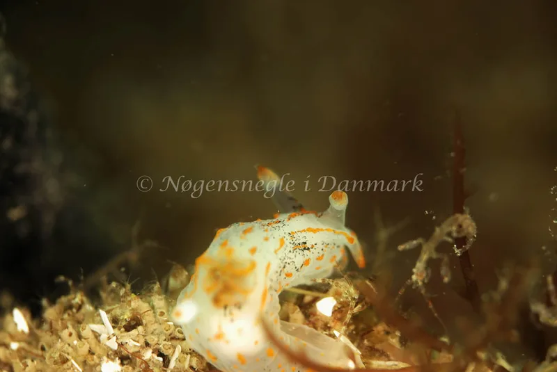 Polycera quadrilineata - Anton (Vrag) - Foto: Ib Sørensen