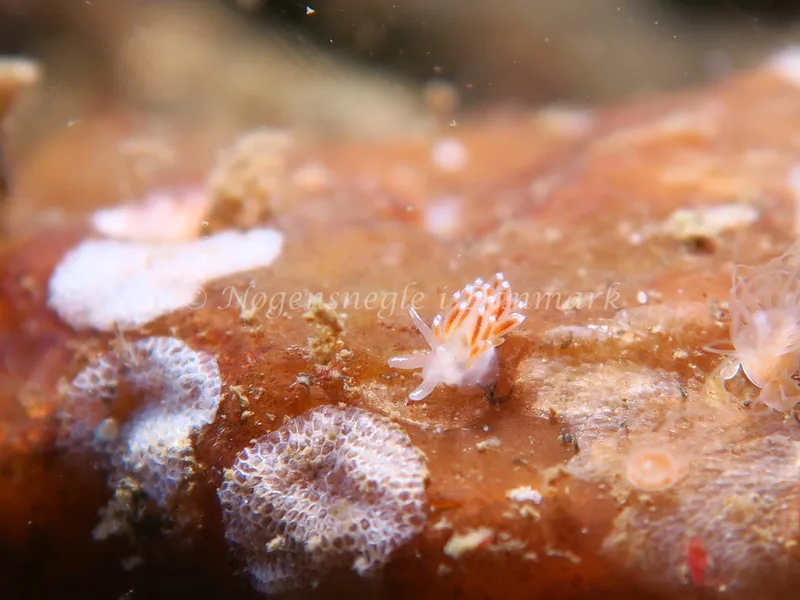 Coryphella verrucosa rufibranchialis - Lyngsbo Strand - Foto: HP Ølgaard