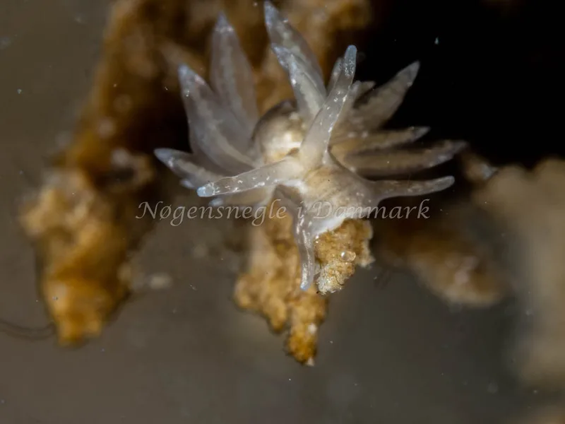 Eubranchus rupium - Munkholmbroen - Foto: Ole Dreyer