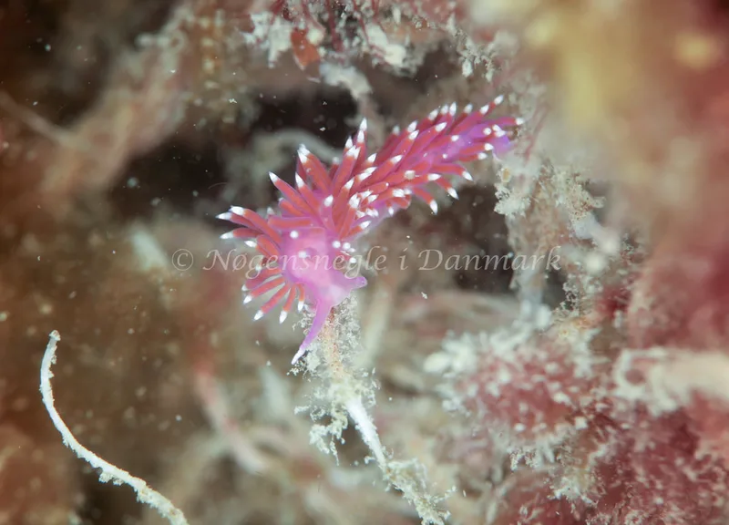 Edmundsella pedata - Crescent - Foto: Ib Sørensen