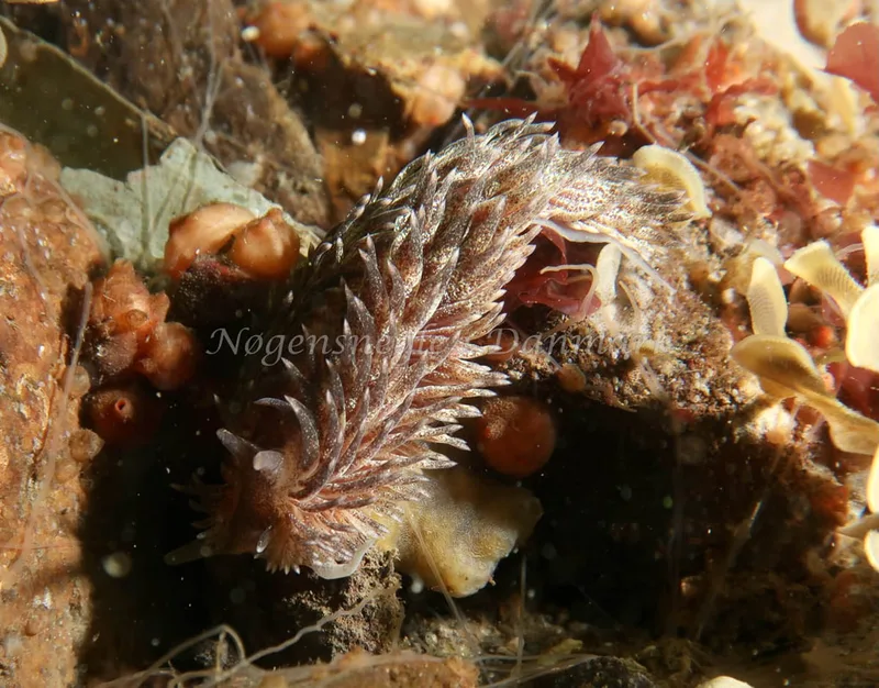 Aeolidia papillosa - Ammoniakhavnen - Foto: Søren Skov Nielsen