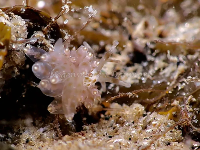 Amphorina viriola - Lyngsbo Strand - Foto: HP Ølgaard