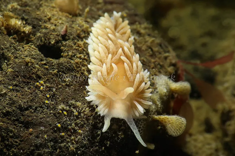 Aeolidiella glauca - Lyngsbo Strand - Foto: AnneKatrine Frederiksen