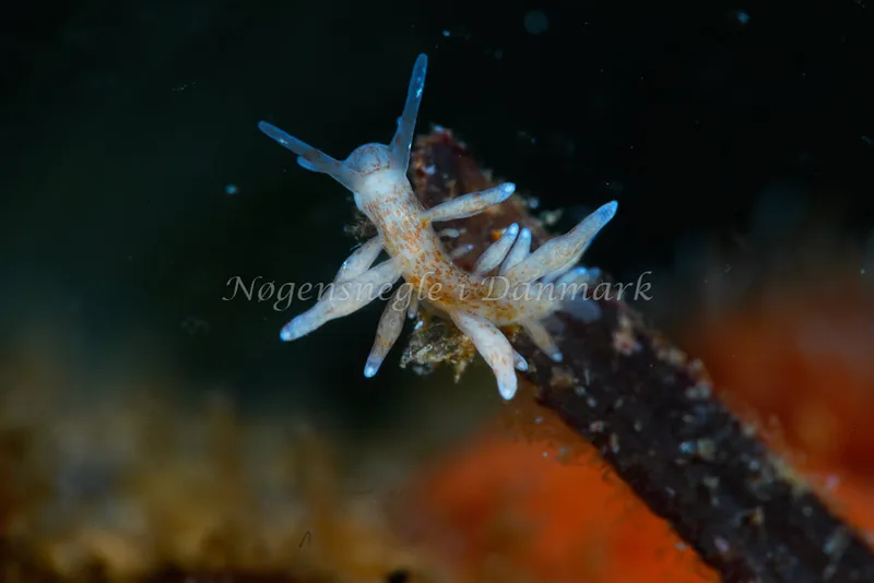 Eubranchus rupium - Natomolen, Femmøller Strand - Foto: Tina Hindal