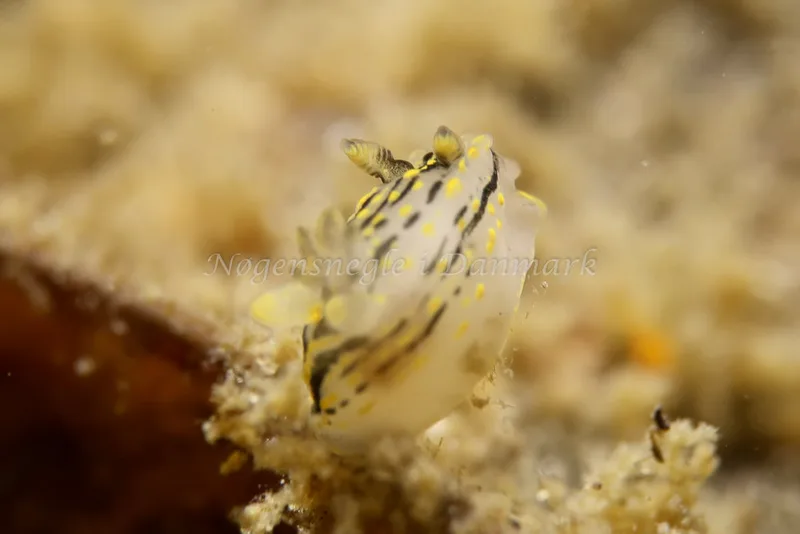 Polycera quadrilineata - Knudshoved Færgehavn - Foto: AnneKatrine Frederiksen