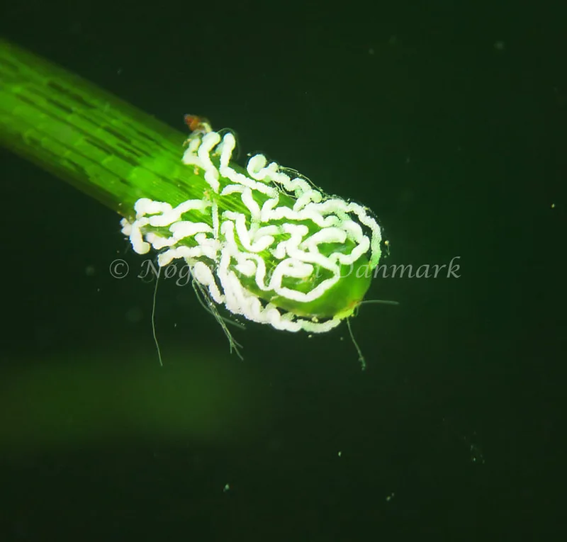 Facelina cf. bostoniensis - Noah´s Ark - Foto: Charlotte Grosen