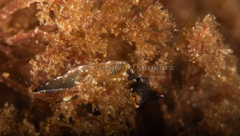 Elysia viridis - Ammoniakhavnen - Foto: Pernille Køjborg