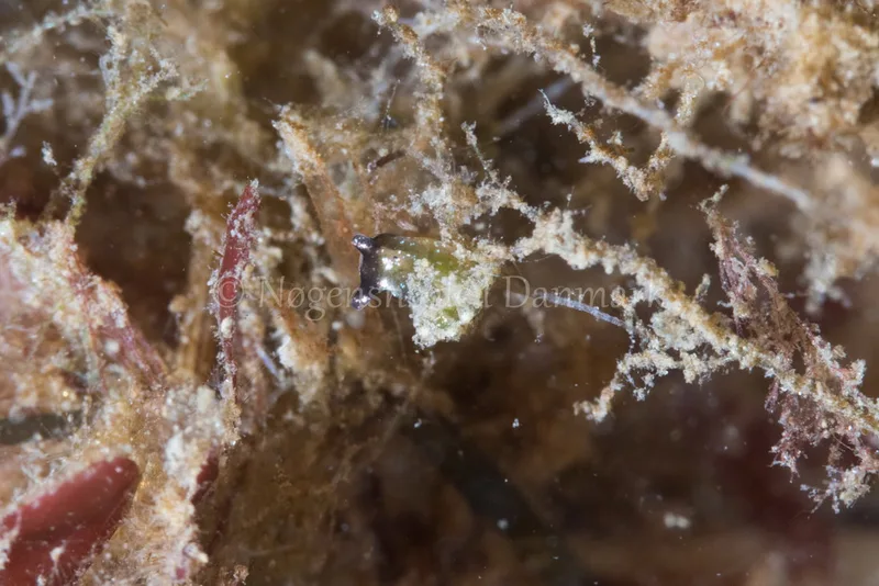 Elysia viridis - Verdens Ende, Sønderborg - Foto: Poul Erik Rasmussen