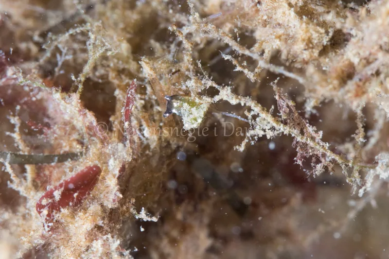 Elysia viridis - Verdens Ende, Sønderborg - Foto: Poul Erik Rasmussen