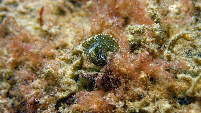 Elysia viridis - Trykkerdammen - Foto: Thomas Blume