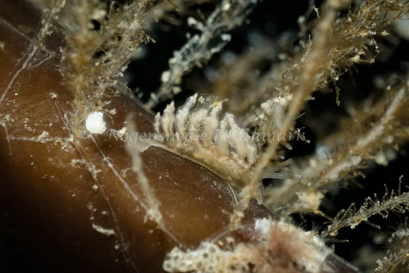 Eubranchus exiguus - Molslinjen Mole, Aarhus - Foto: Klaus Kevin Kristensen