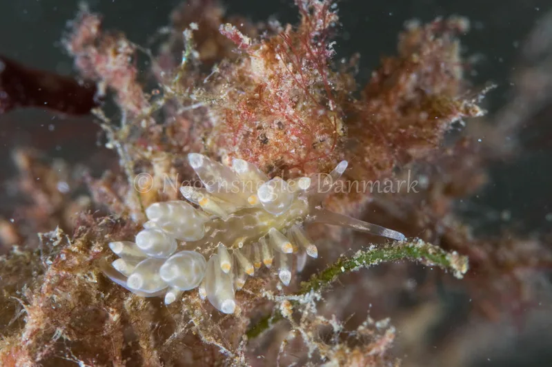 Eubranchus sp. - Verdens Ende, Sønderborg - Foto: Poul Erik Rasmussen