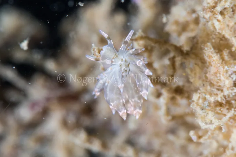 Eubranchus sp. - Verdens Ende, Sønderborg - Foto: Poul Erik Rasmussen