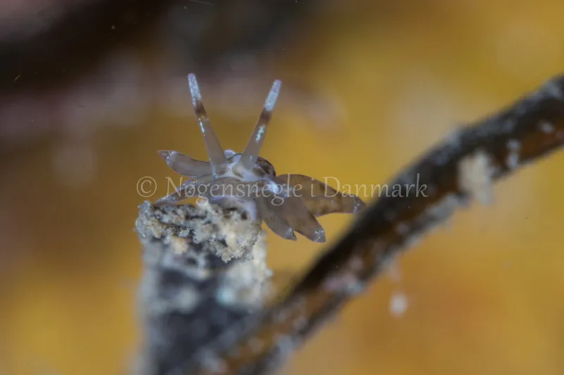 Eubranchus sp. - Verdens Ende, Sønderborg - Foto: Poul Erik Rasmussen