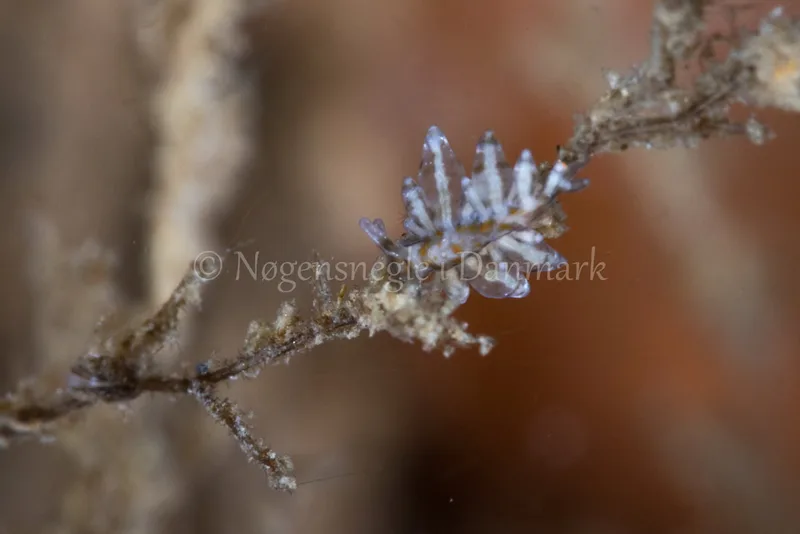 Eubranchus sp. - Verdens Ende, Sønderborg - Foto: Poul Erik Rasmussen