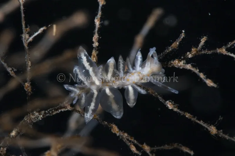 Eubranchus sp. - Verdens Ende, Sønderborg - Foto: Poul Erik Rasmussen