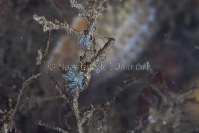 Eubranchus sp. - Sønderborg Havn - Foto: Poul Erik Rasmussen