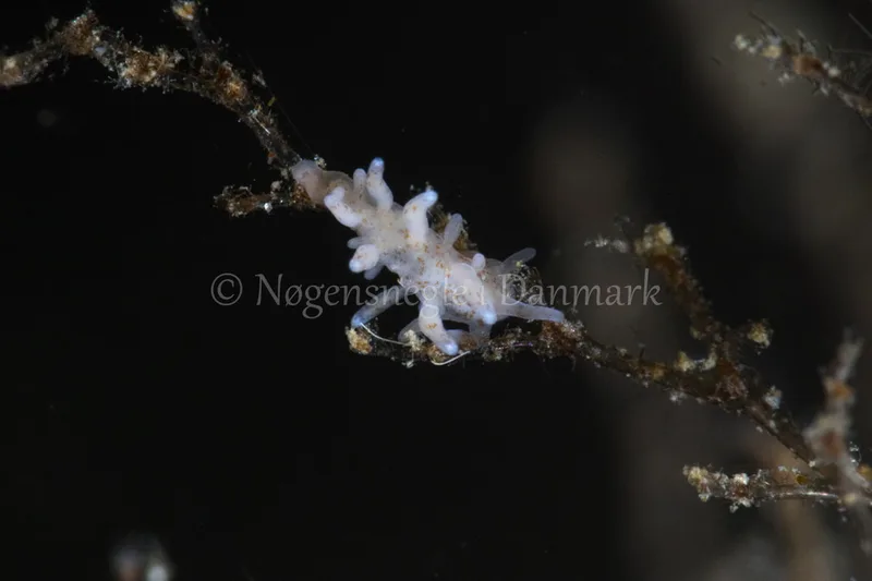 Eubranchus rupium - Egernsund Havn - Foto: Poul Erik Rasmussen