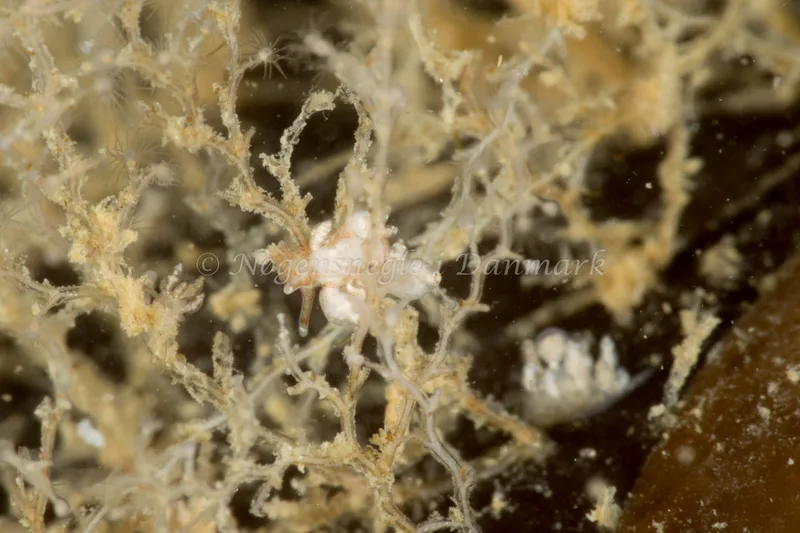 Eubranchus exiguus - Ammoniakhavnen - Foto: Poul Erik Rasmussen