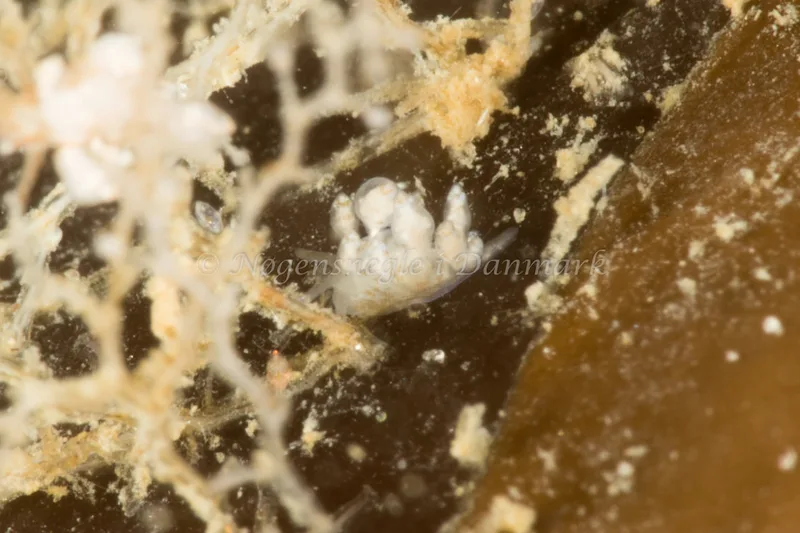 Eubranchus exiguus - Ammoniakhavnen - Foto: Poul Erik Rasmussen