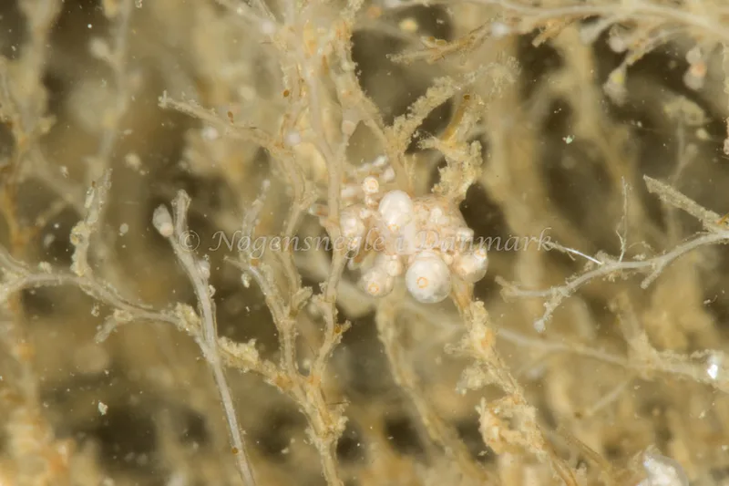 Eubranchus exiguus - Ammoniakhavnen - Foto: Poul Erik Rasmussen