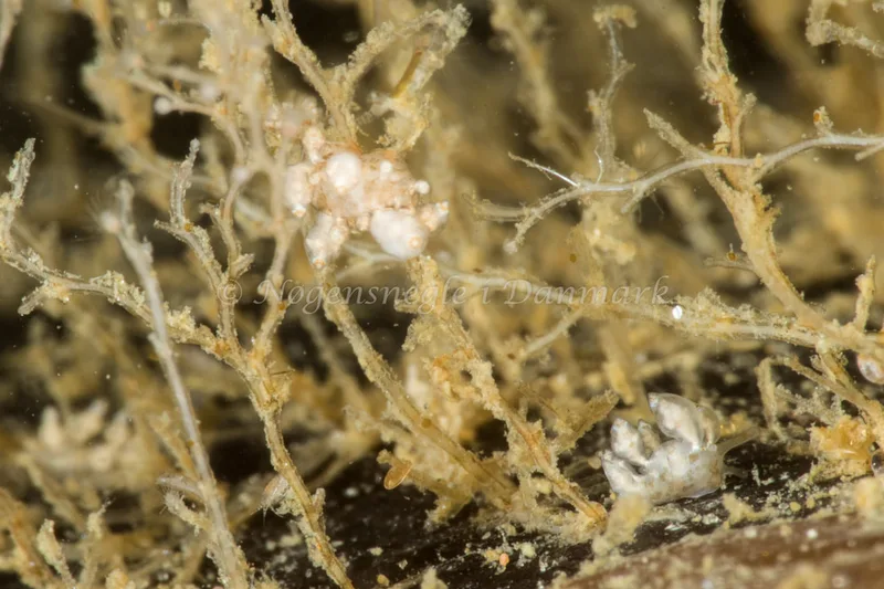 Eubranchus exiguus - Ammoniakhavnen - Foto: Poul Erik Rasmussen