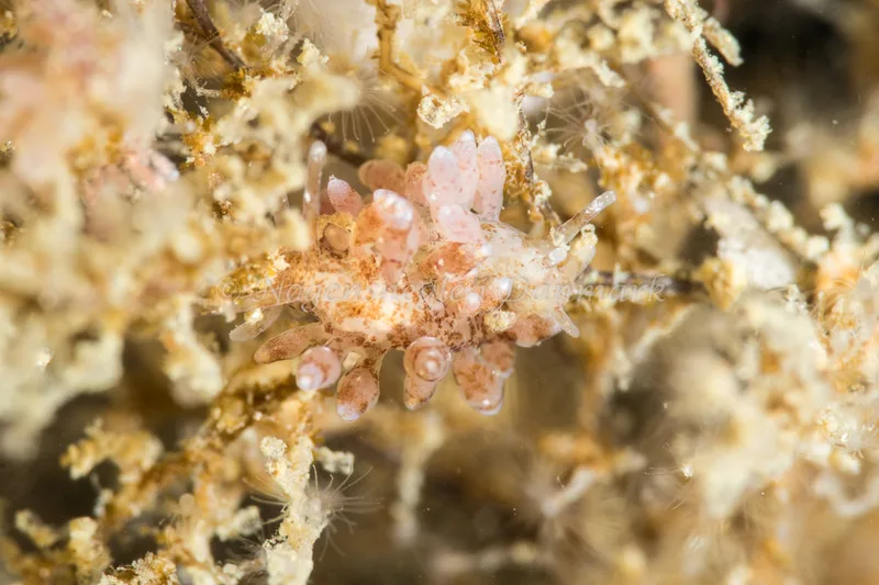Eubranchus rupium - Lyngsbo Strand - Foto: Poul Erik Rasmussen