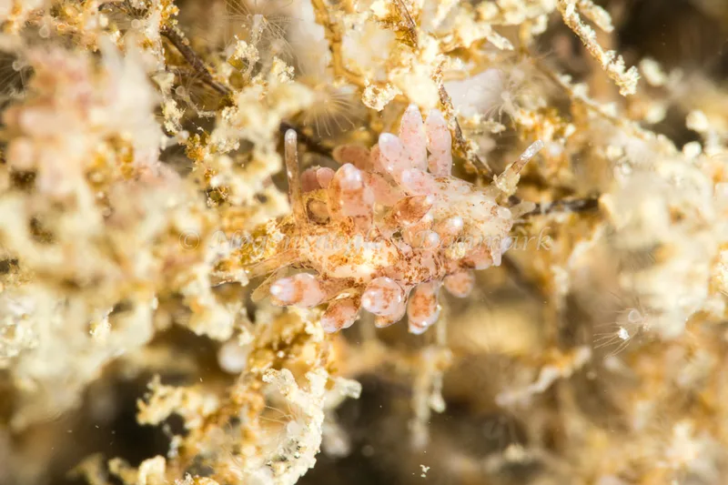 Eubranchus rupium - Lyngsbo Strand - Foto: Poul Erik Rasmussen
