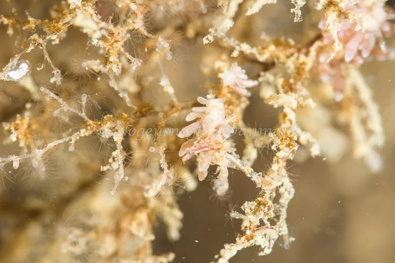 Eubranchus rupium - Lyngsbo Strand - Foto: Poul Erik Rasmussen